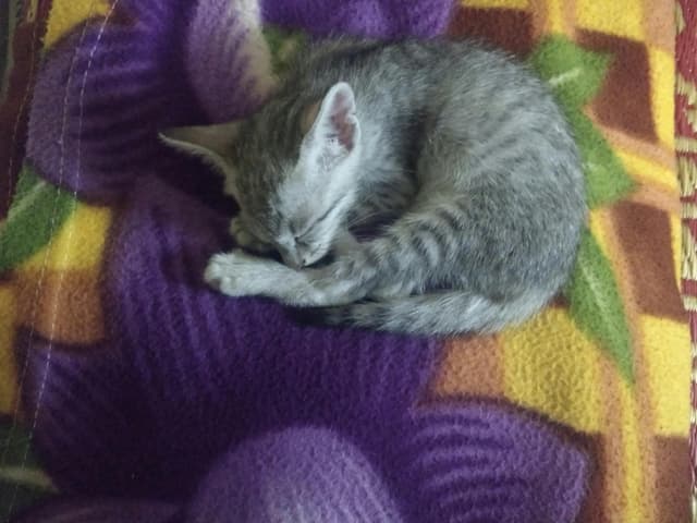 Herbal Stress Relief Tea